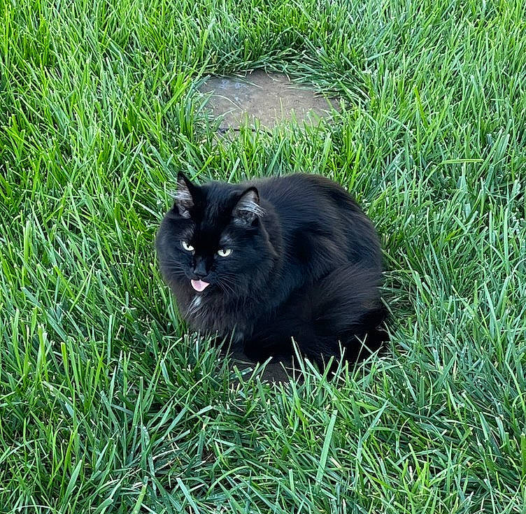 Darkness joined the competition — help win amazing prizes! black_cat, bombay, carnivore, cat, domestic_short_haired_cat, felidae, fur, german_spitz_mittel, grass, grassland, groundcover, herbaceous_plant, plant, small_to_medium_sized_cats, snout, tail, terrestrial_animal, whiskers