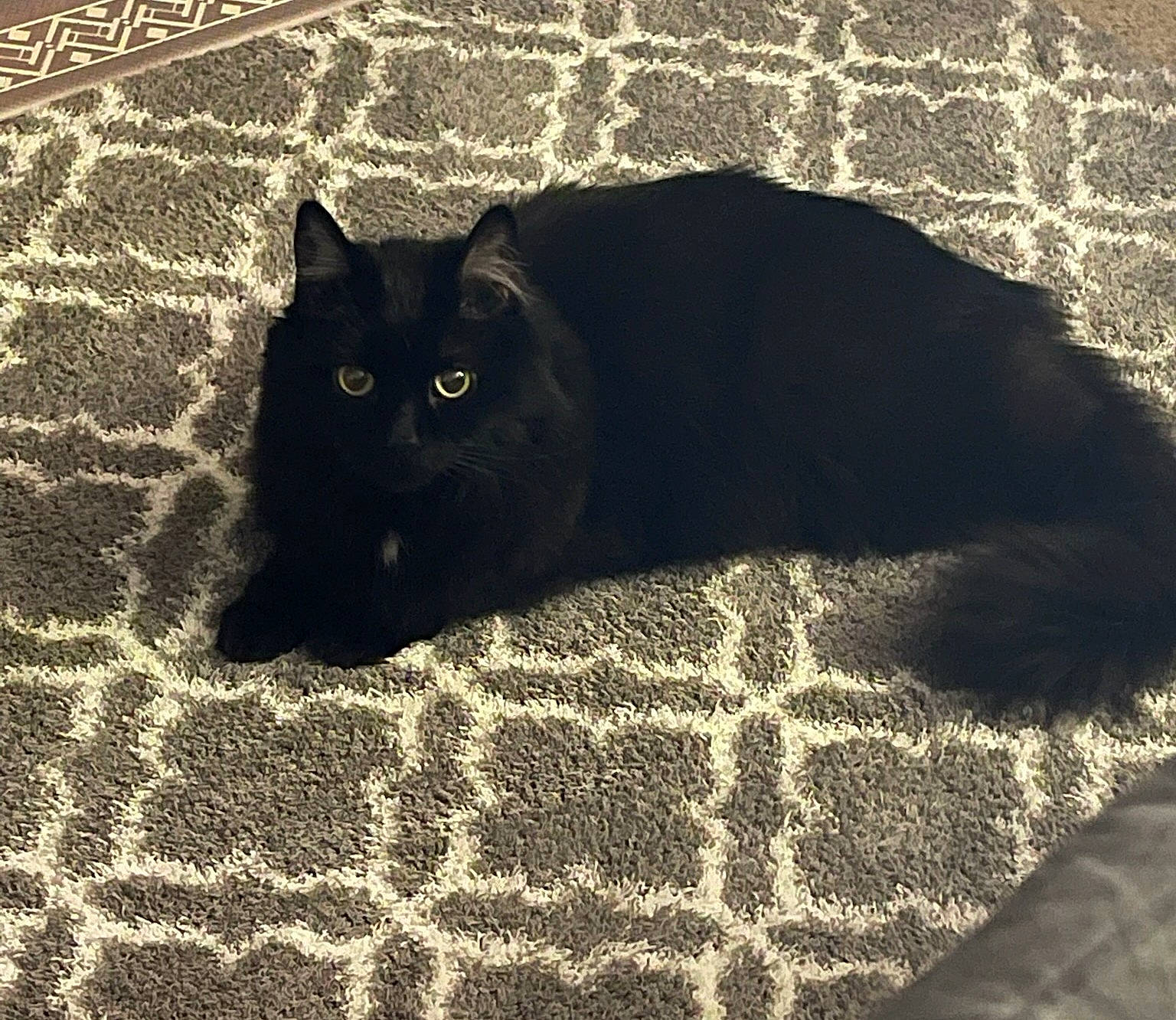 Darkness joined the competition — help win amazing prizes! black, black_cat, bombay, carnivore, cat, domestic_short_haired_cat, felidae, fur, grass, grey, linens, pattern, small_to_medium_sized_cats, snout, tail, terrestrial_animal, textile, tints_and_shades, whiskers, wood