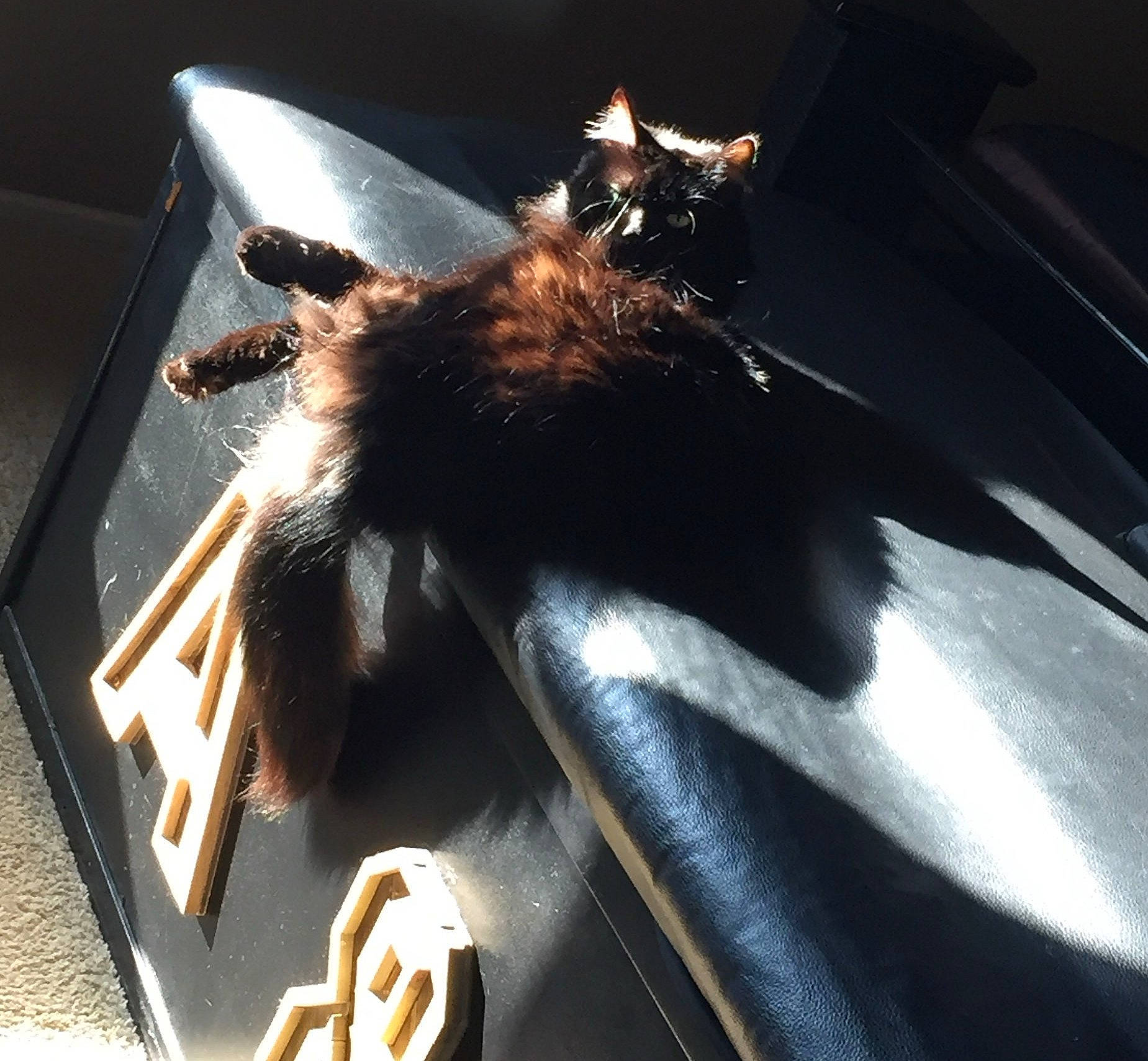 Darkness is registered to the contest to win money with this photo: auto_part, automotive_exterior, automotive_lighting, automotive_window_part, bumper, eyewear, fashion_accessory, felidae, fur, heat, hood, metal, service, small_to_medium_sized_cats, tail, whiskers, windshield, wing