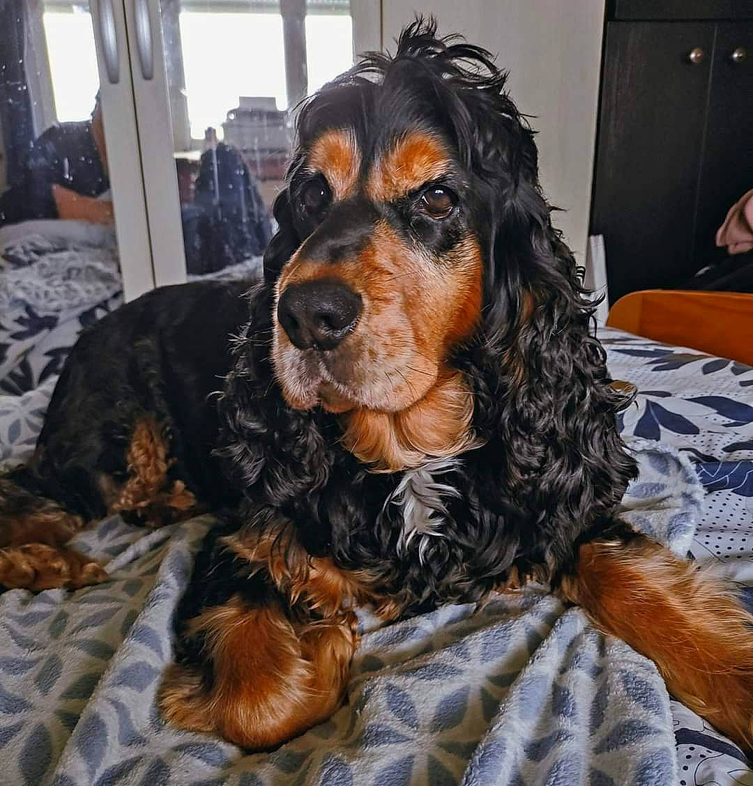 Lennon a rejoint le concours — aidez-le/la à gagner de superbes lots ! artificial_hair_integrations, canidae, carnivore, companion_dog, dog, dog_breed, fur, liver, snout, spaniel, sporting_group, working_animal, working_dog