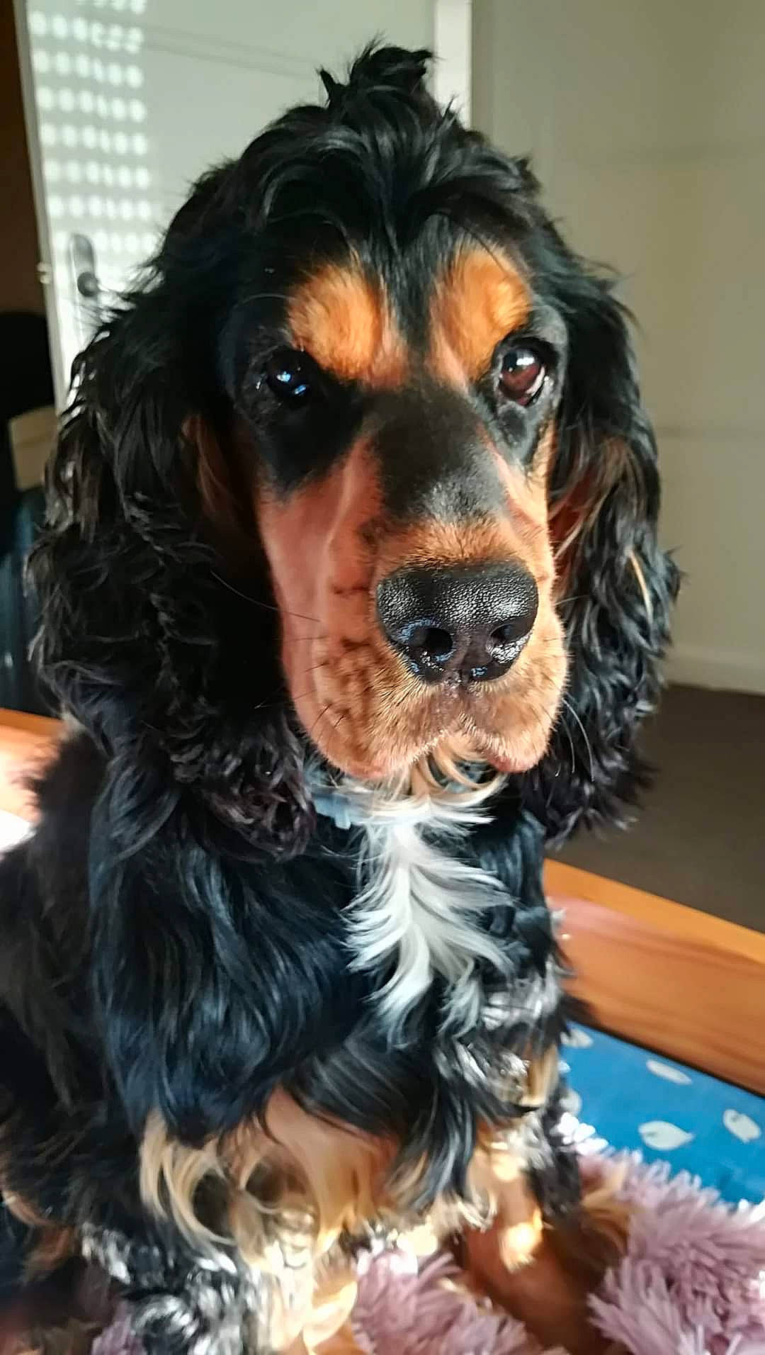 Lennon participe au concours pour gagner de l'argent avec cette photo : american_cocker_spaniel, canidae, carnivore, cocker_spaniel, companion_dog, dog, dog_breed, english_cocker_spaniel, field_spaniel, king_charles_spaniel, mammal, puppy, rare_breed_dog, retriever, russian_spaniel, setter, snout, spaniel, sporting_group, vertebrate
