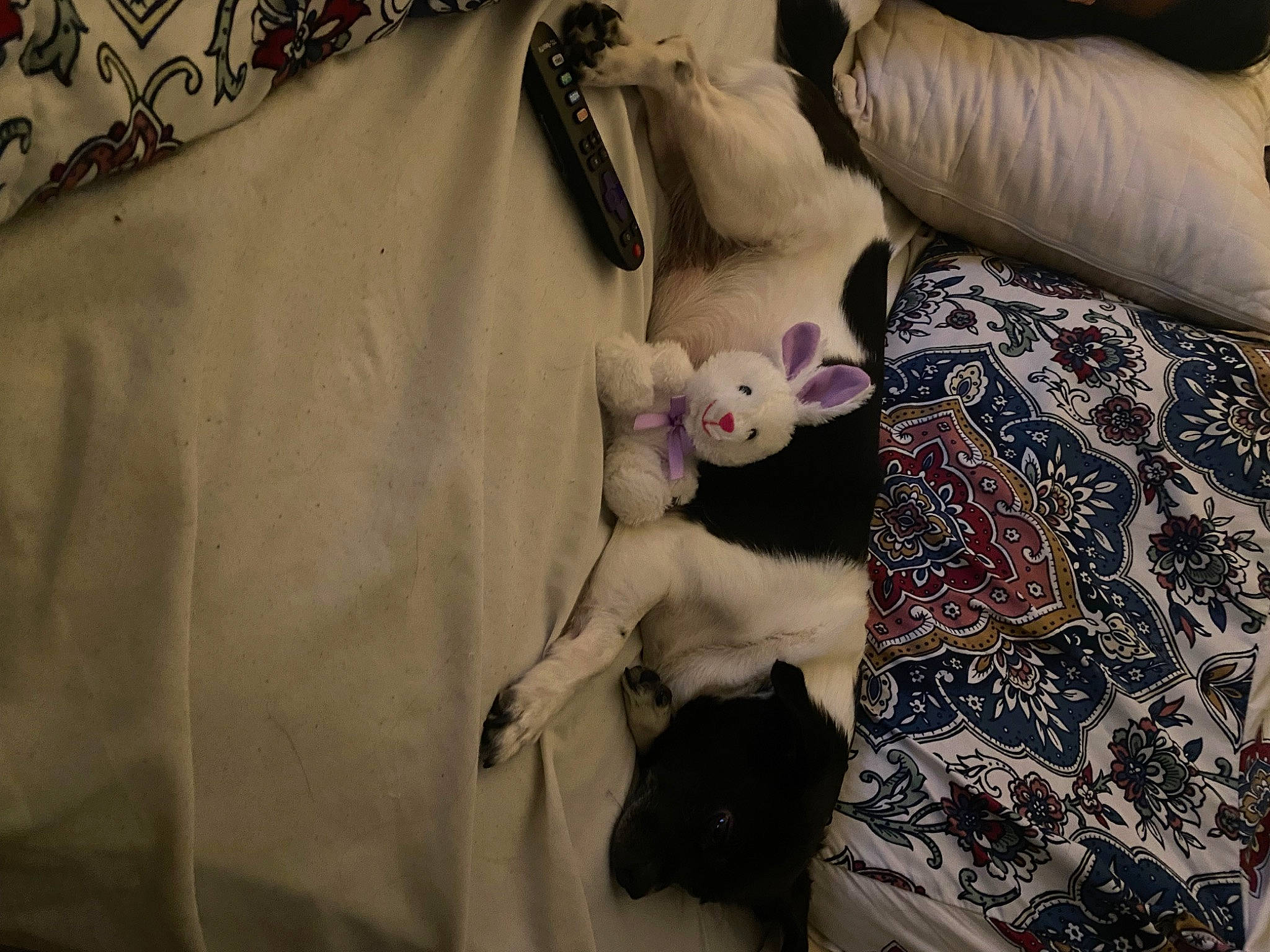 Anna is registered to the contest to win money with this photo: bed_sheet, bedding, carnivore, cat, comfort, fawn, felidae, fur, linens, magenta, pattern, purple, room, small_to_medium_sized_cats, stuffed_toy, tail, textile, toy, whiskers, wood