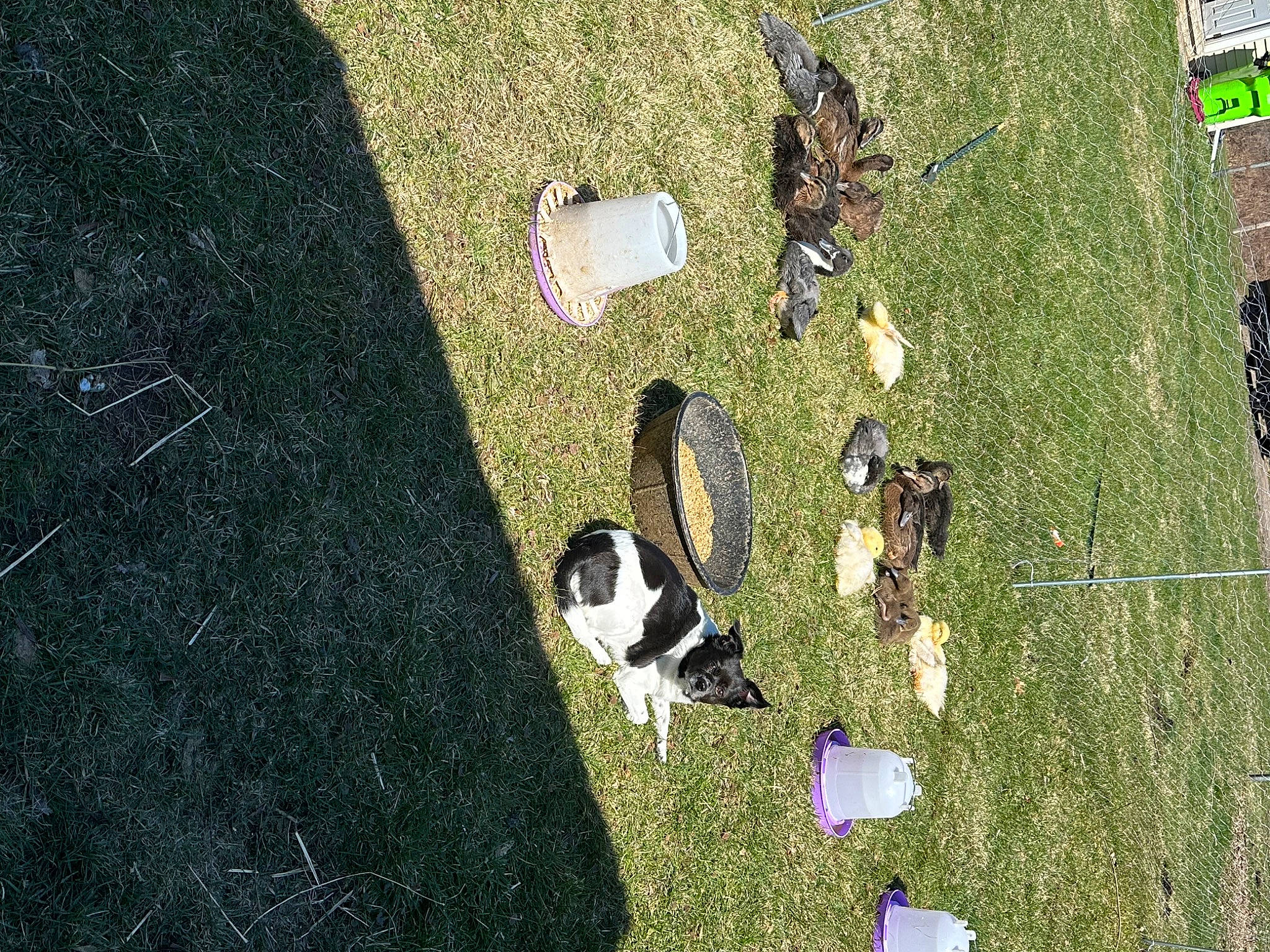 Anna is registered to the contest to win money with this photo: aerial_photography, birds_eye_view, canidae, dog_breed, flooring, fun, grass, grass_family, grassland, landscape, lawn, leisure, pasture, people_in_nature, recreation, rock, shadow, soil, sporting_group, tree