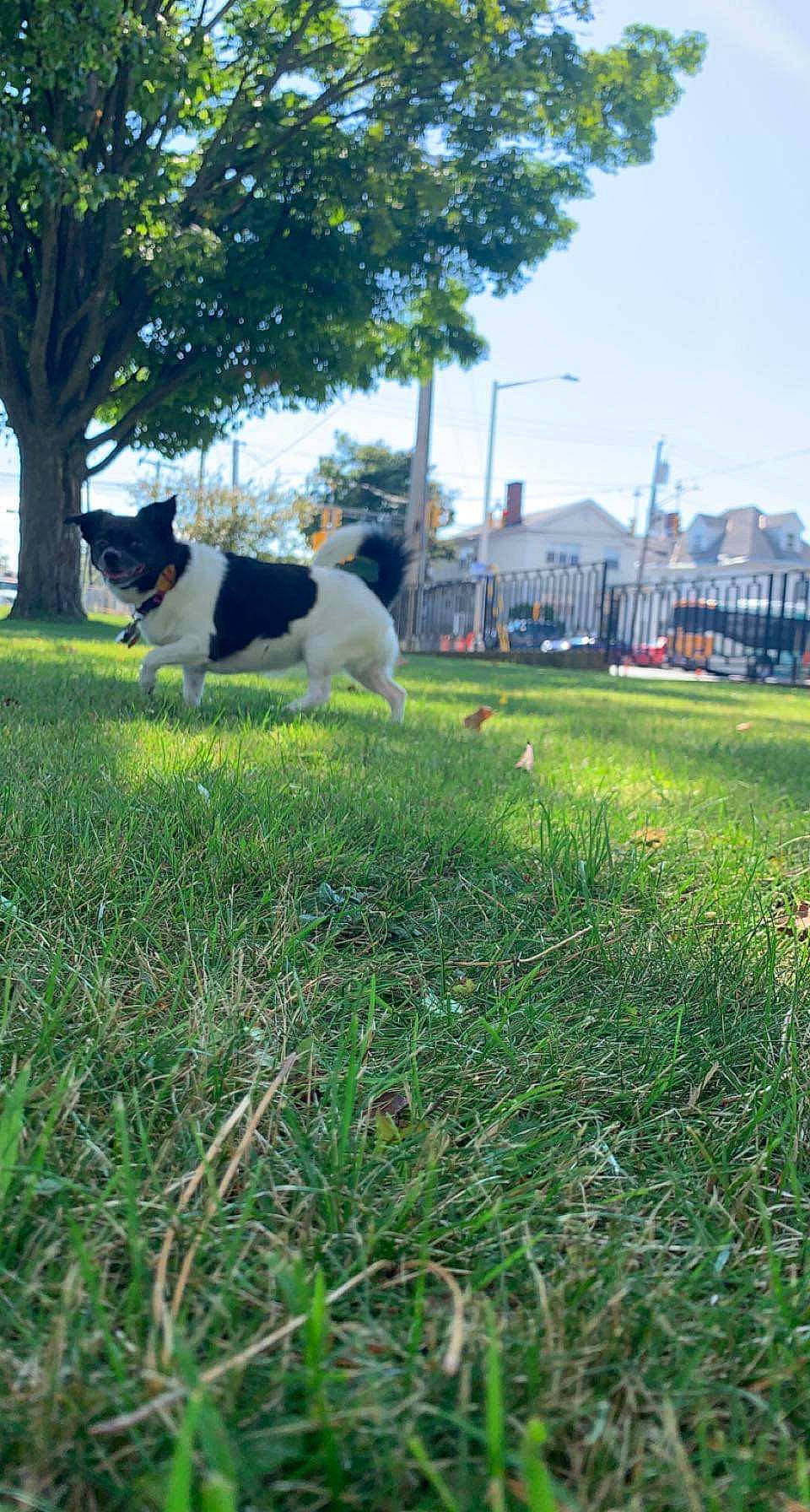 Anna joined the competition — help win amazing prizes! art, building, carnivore, cat, companion_dog, dog_breed, fawn, felidae, grass, grassland, lawn, leisure, meadow, plant, sky, small_to_medium_sized_cats, sporting_group, tail, tree, whiskers