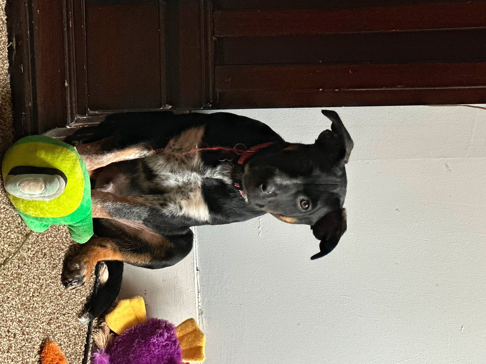 Buster is registered to the contest to win money with this photo: automotive_tire, canidae, carnivore, dog, dog_breed, dog_supply, door, fur, guard_dog, hat, house, snout, sporting_group, stuffed_toy, tail, toy, window, wood, working_animal