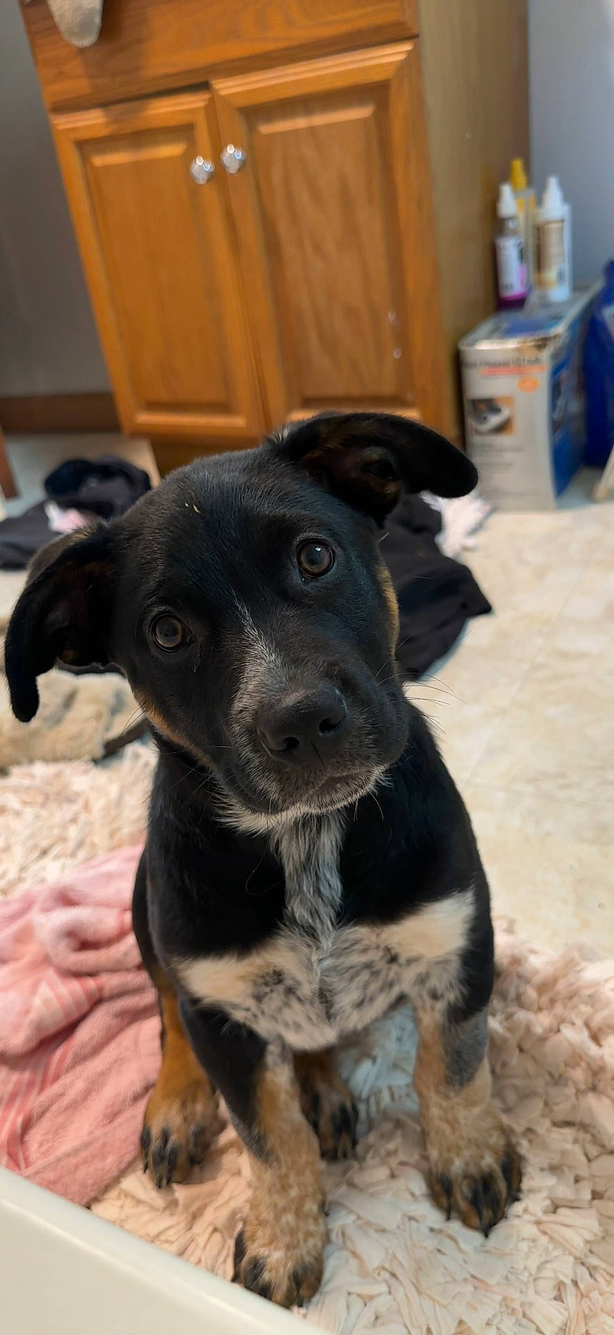 Buster is registered to the contest to win money with this photo: borador, cabinetry, canidae, carnivore, collar, companion_dog, cupboard, dog, dog_breed, fawn, fur, guard_dog, non_sporting_group, puppy, snout, sporting_group, terrestrial_animal, whiskers, working_animal