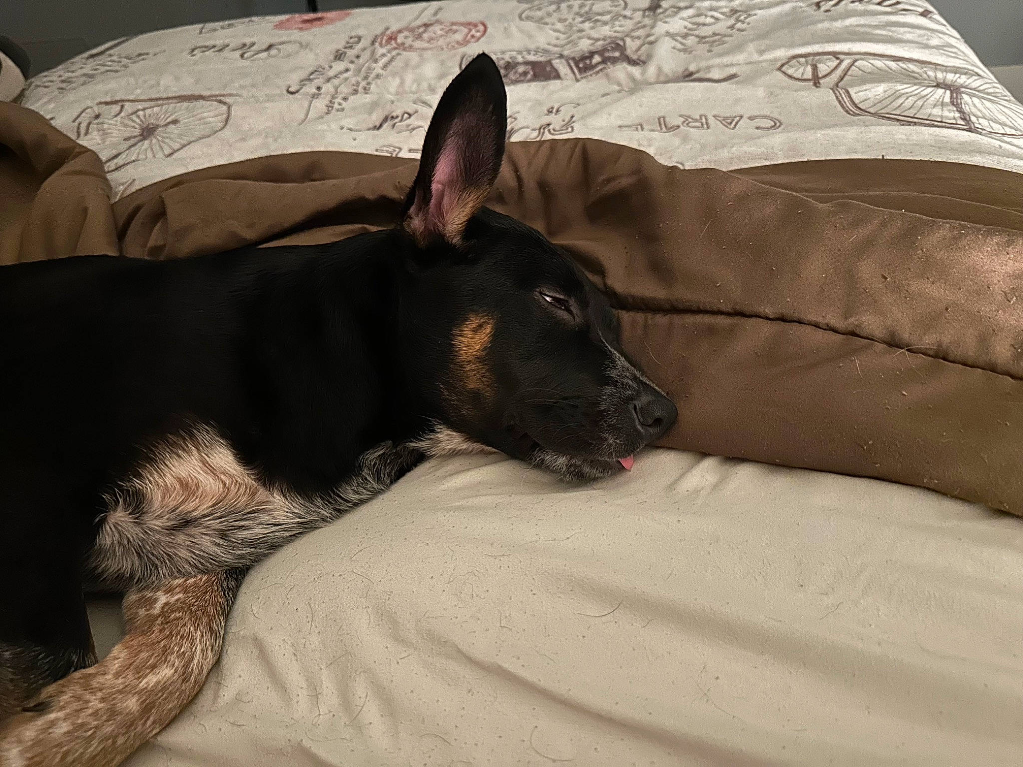 Buster joined the competition — help win amazing prizes! bed, bedding, canidae, carnivore, comfort, companion_dog, dog, dog_breed, dog_supply, ear, fawn, grey, linens, nap, snout, sporting_group, terrestrial_animal, toy_dog, whiskers, working_animal