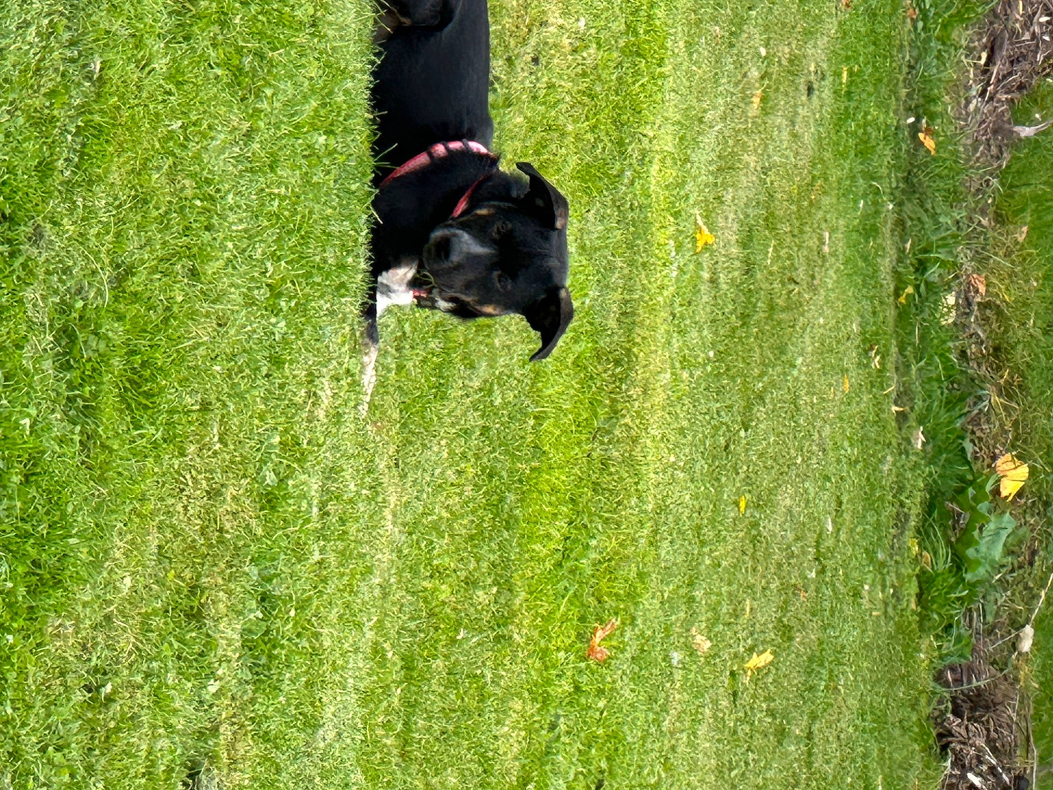 Buster is registered to the contest to win money with this photo: carnivore, companion_dog, dog, dog_breed, grass, grass_family, grassland, green, groundcover, lawn, meadow, pasture, people_in_nature, plant, shrub, sporting_group, tail, tree, window, working_animal