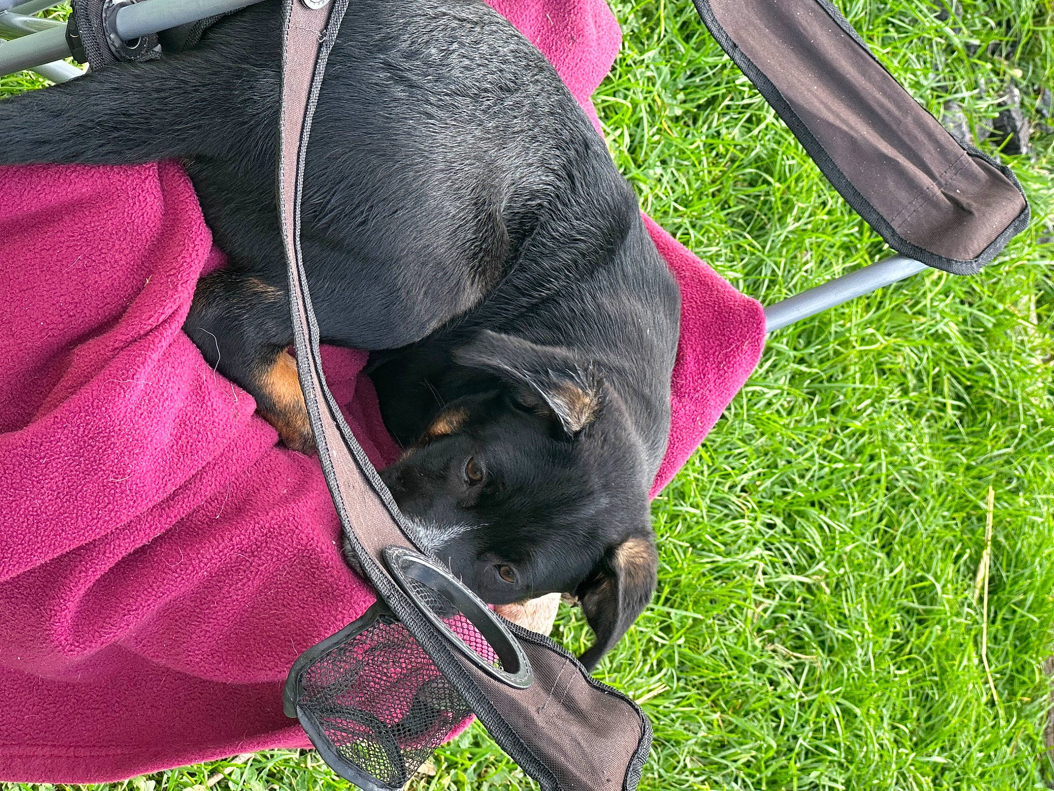 Buster joined the competition — help win amazing prizes! canidae, carnivore, collar, companion_dog, dog, dog_breed, dog_collar, dog_supply, fashion_accessory, grass, guard_dog, leash, magenta, pet_supply, plant, snout, sporting_group, tail, working_animal, working_dog