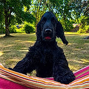 Billy a rejoint le concours — aidez-le/la à gagner de superbes lots ! dog, black_dog, curly_fur, pet, animal, hammock, striped_fabric, outdoor, grass, trees, sunlight, summer, nature, backyard, playful, tongue_out, close_up, greenery, daytime, canine