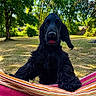 dog, black_dog, curly_fur, pet, animal, hammock, striped_fabric, outdoor, grass, trees, sunlight, summer, nature, backyard, playful, tongue_out, close_up, greenery, daytime, canine