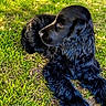 Billy participe au concours pour gagner de l'argent avec cette photo : dog, black_dog, grass, outdoor, pet, canine, fur, animal, nature, laying_down, relaxed, sunlight, greenery, mammal, companion, portrait, daylight, cute, friendly, calm