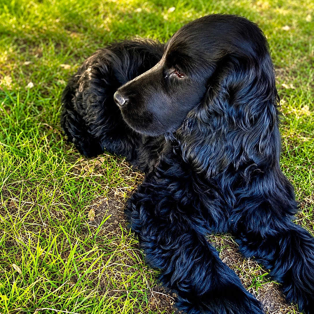 Billy participe au concours pour gagner de l'argent avec cette photo : dog, black_dog, grass, outdoor, pet, canine, fur, animal, nature, laying_down, relaxed, sunlight, greenery, mammal, companion, portrait, daylight, cute, friendly, calm