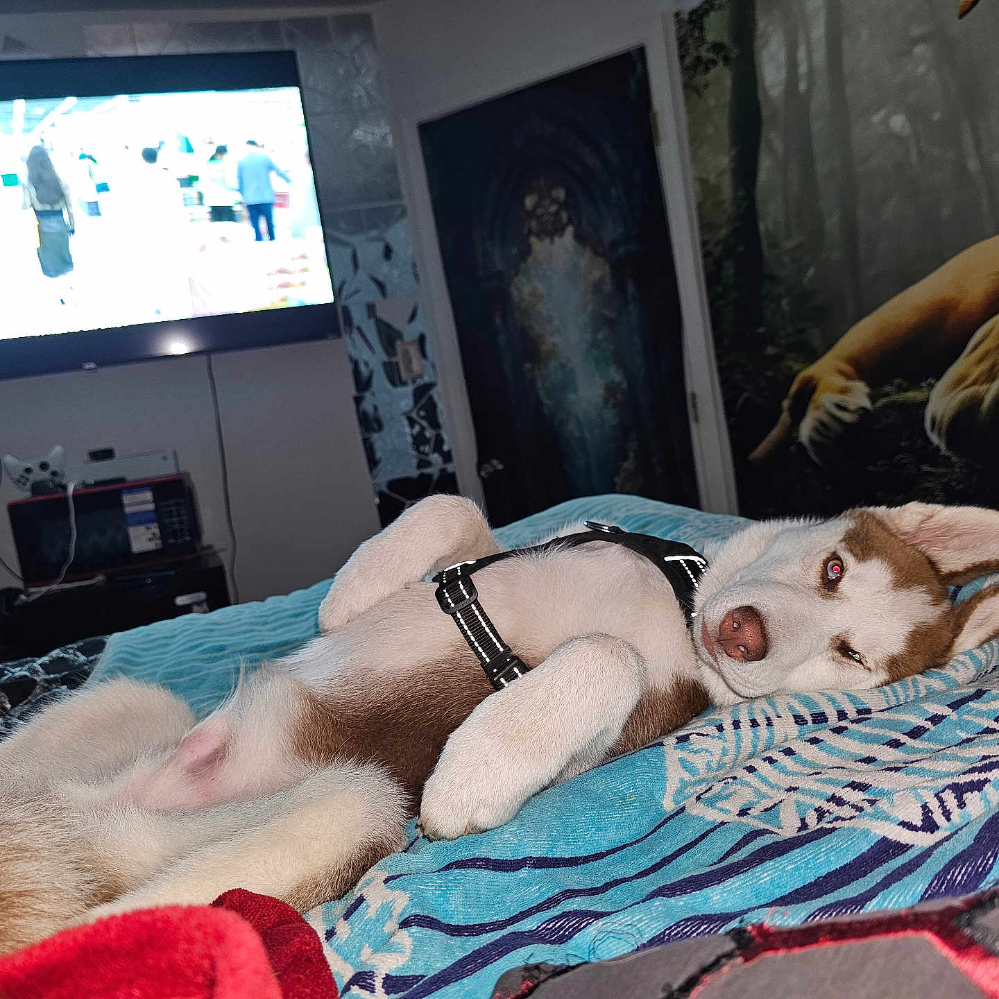 Simba Bagwell is registered to the contest to win money with this photo: bed, blanket, blanket_pattern, blue_blanket, cozy, dog, door, electronics, fur, harness, indoor, living_room, lying_down, pet, puppy, red_blanket, resting, sleepy, television, wall_art