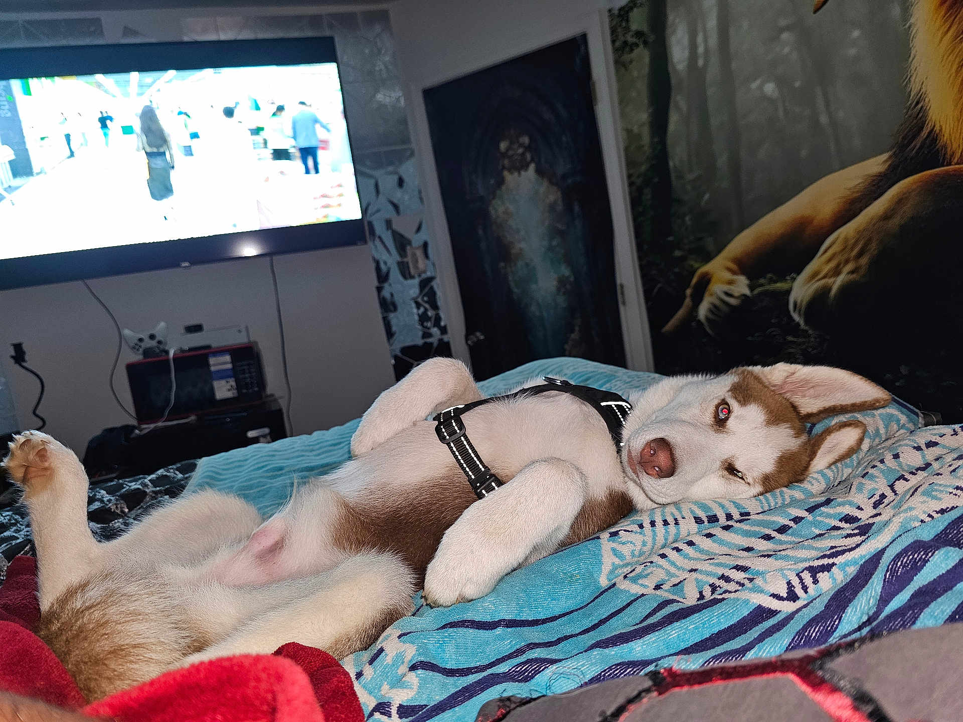 Simba Bagwell is registered to the contest to win money with this photo: bed, blanket, blanket_pattern, blue_blanket, cozy, dog, door, electronics, fur, harness, indoor, living_room, lying_down, pet, puppy, red_blanket, resting, sleepy, television, wall_art