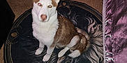 Simba Bagwell is registered to the contest to win money with this photo: animal, brown, carpet, cozy, curtain, design, dog, ears, flash, floor, glowing_eyes, husky, indoor, pattern, pet, puppy, rug, sitting, tail, white