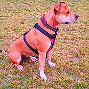 Sally a rejoint le concours — aidez-le/la à gagner de superbes lots ! accessories, animal, belt, boxer, bulldog, canine, clothing, collar, dog, grass, harness, hound, lawn, leash, lifejacket, outdoors, pet, plant, strap, vest