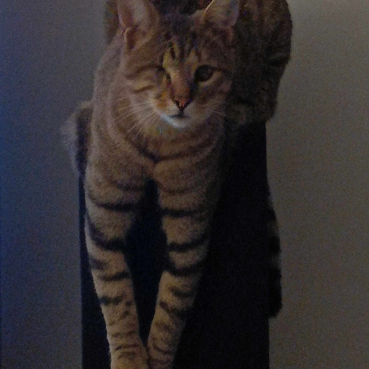 Caillou a rejoint le concours — aidez-le/la à gagner de superbes lots ! abyssinian, animal, cat, egyptiancat, kitten, manx, person, pet, sleeping