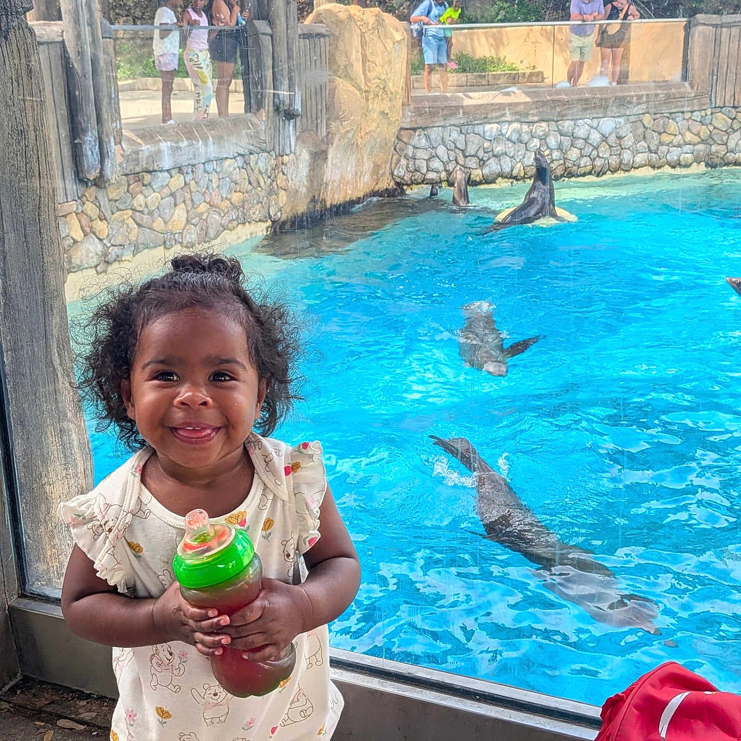 Nevaeh is registered to the contest to win money with this photo: animal, aquarium, blue_water, child, curly_hair, daylight, glass, happy, outdoor, person, playful, red_backpack, rock_wall, sea_lion, sippy_cup, smiling, toddler, visitor, water, zoo