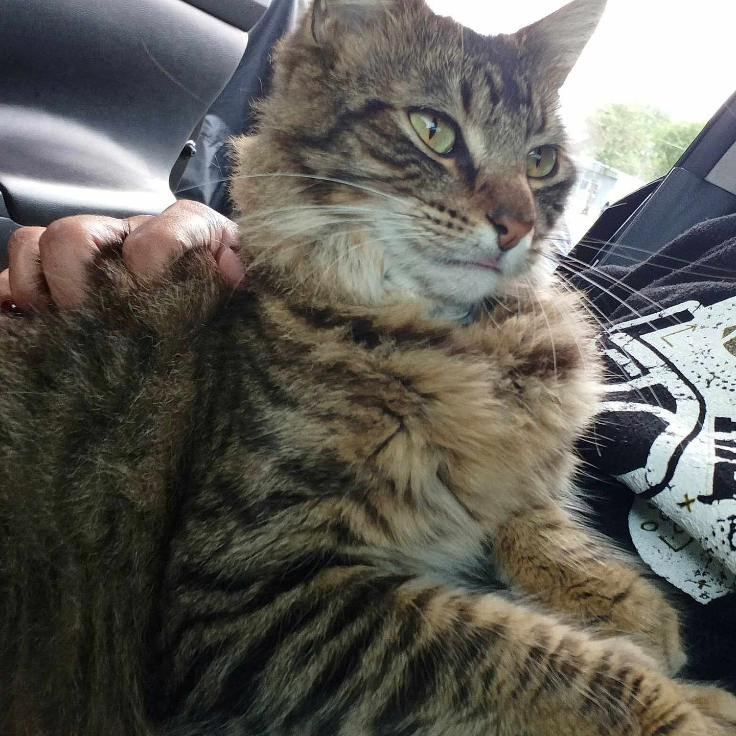 Gina is registered to the contest to win money with this photo: animal, calm, car_interior, cat, closeup, companion, domestic_animal, fluffy, fur, green_eyes, indoor, mammal, natural_light, person_hand, pet, relaxed, resting, seated, tabby, window