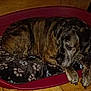 animal, bed, brindle, canine, companion, cozy, dog, domestic, ears, floor, fur, indoor, muzzle, paw, paw_print, pet_bed, relaxed, resting, sleepy, tile