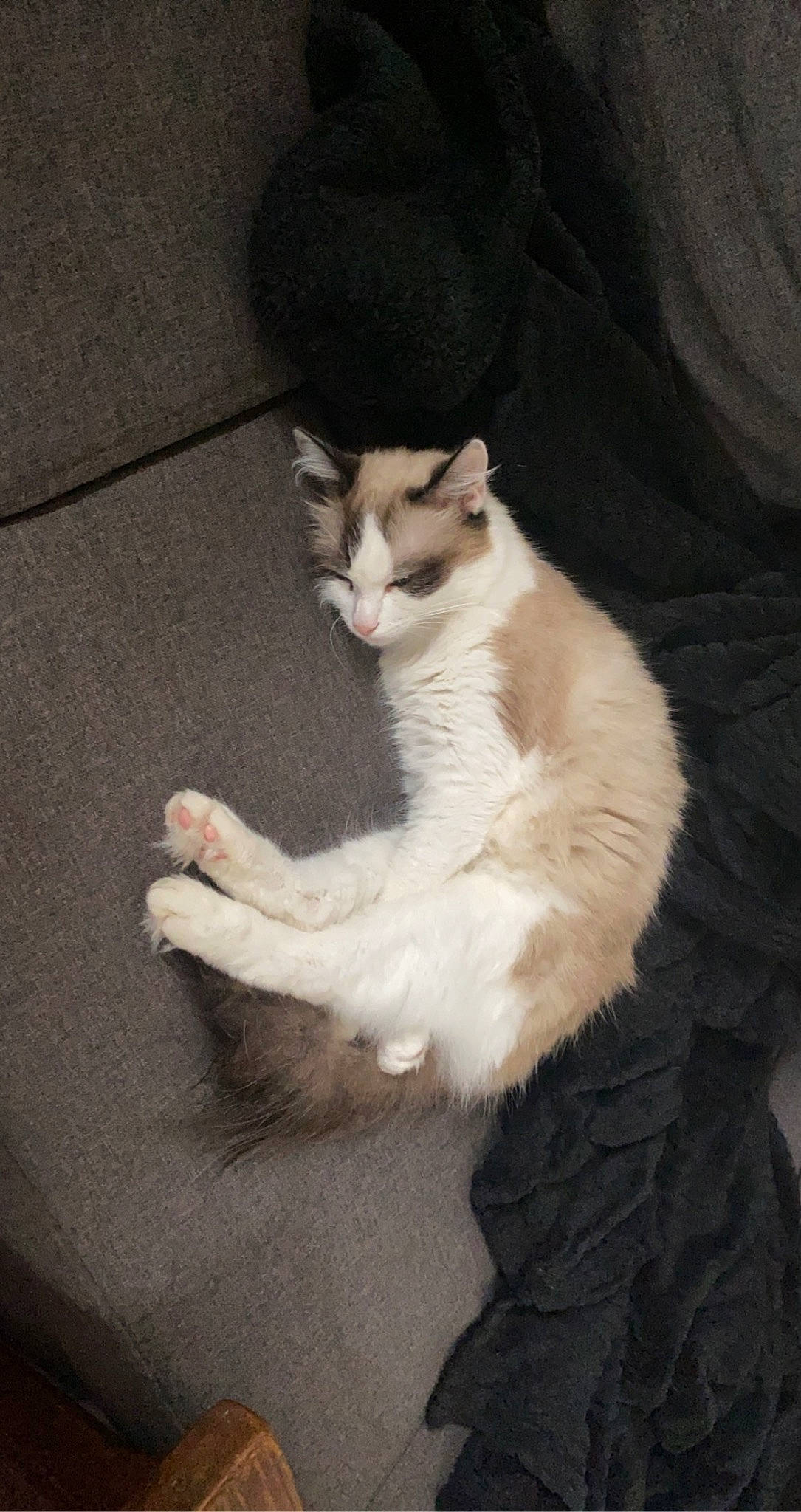 Creamy participe au concours pour gagner de l'argent avec cette photo : carnivore, cat, claw, comfort, domestic_short_haired_cat, felidae, foot, fur, paw, sitting, small_to_medium_sized_cats, snout, tail, whiskers, window