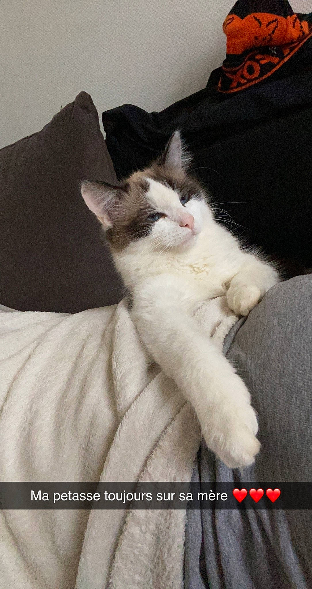 Creamy a rejoint le concours — aidez-le/la à gagner de superbes lots ! carnivore, cat, claw, comfort, domestic_short_haired_cat, felidae, formal_wear, fur, linens, nap, paw, small_to_medium_sized_cats, tail, whiskers