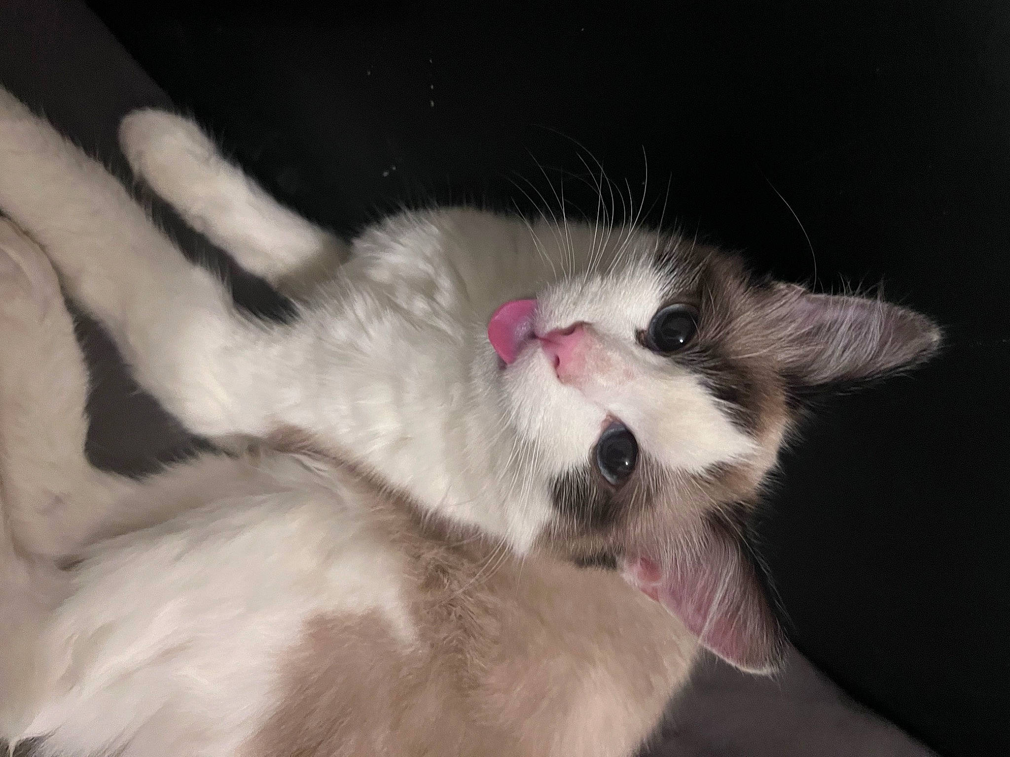 Creamy participe au concours pour gagner de l'argent avec cette photo : carnivore, cat, claw, comfort, darkness, domestic_short_haired_cat, ear, fang, felidae, foot, fur, nap, paw, photo_caption, sleep, small_to_medium_sized_cats, tail, whiskers