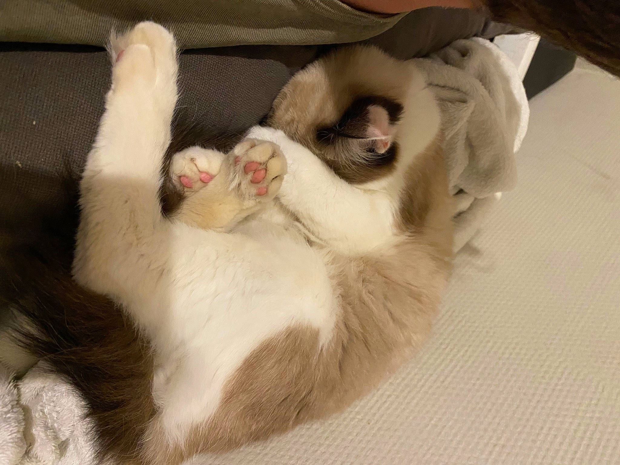 Creamy a rejoint le concours — aidez-le/la à gagner de superbes lots ! canidae, carnivore, cat, claw, comfort, companion_dog, dog_breed, domestic_short_haired_cat, ear, fang, fawn, felidae, fur, nap, paw, small_to_medium_sized_cats, snout, sporting_group, tail, whiskers