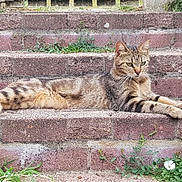 Izéa a rejoint le concours — aidez-le/la à gagner de superbes lots ! animal, architecture, brick, building, cat, field, grass, grassland, herbal, herbs, kitten, manx, nature, outdoors, pet, plant, rock, soil, wall, yard