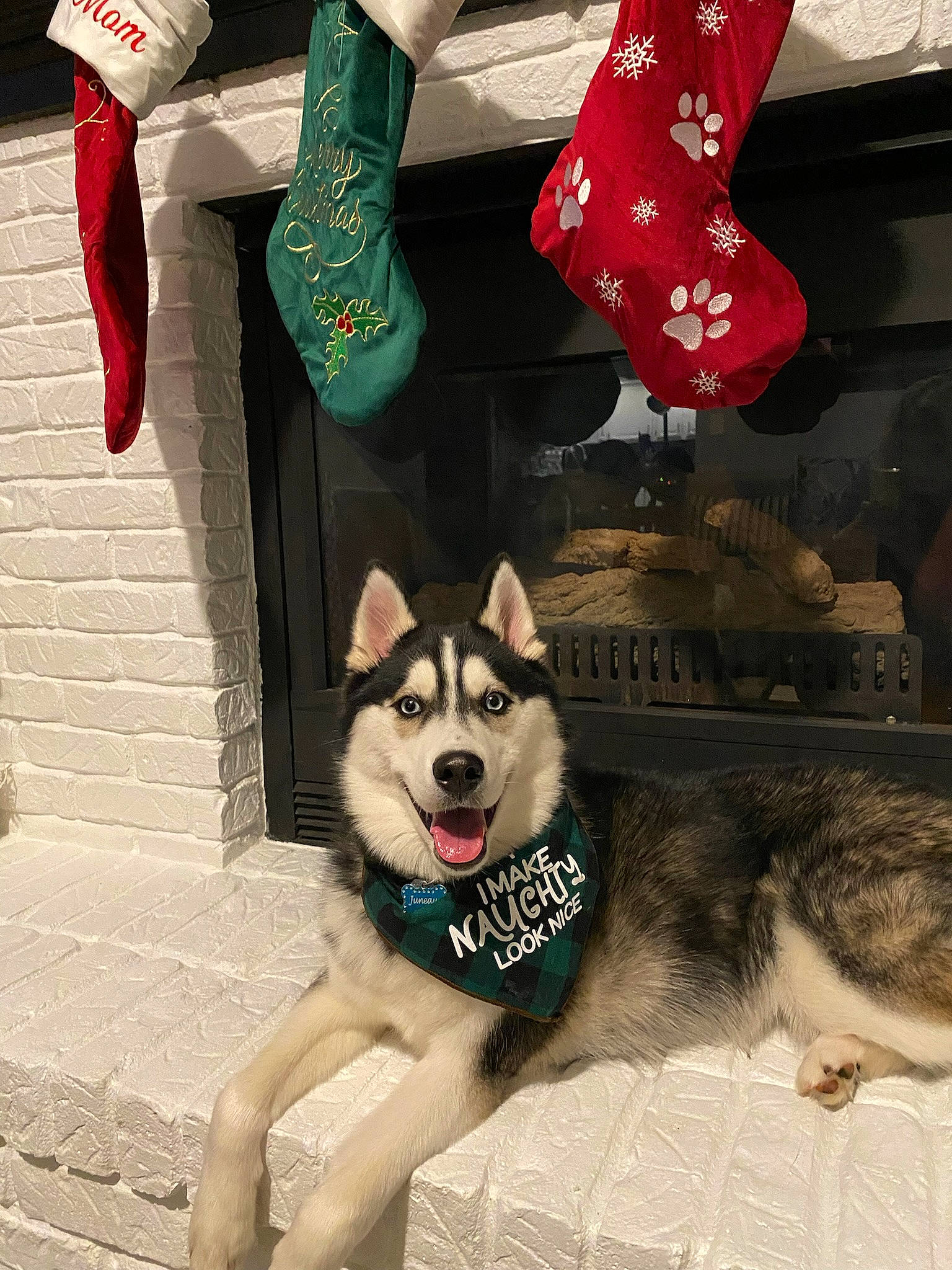 Juneau is registered to the contest to win money with this photo: canidae, carmine, carnivore, christmas_stocking, companion_dog, dog, dog_breed, dog_supply, fashion_accessory, fawn, foot, fur, human_leg, sled_dog, snapshot, snout, sporting_group, thigh, window, working_dog
