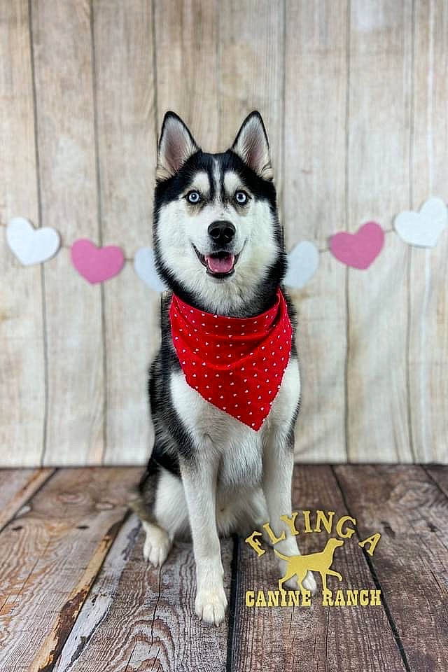 Juneau is registered to the contest to win money with this photo: canidae, carnivore, companion_dog, dog, dog_breed, dog_supply, flooring, font, fur, grey, pattern, photo_caption, plant, siberian_husky, sled_dog, sporting_group, tail, wood, working_animal, working_dog