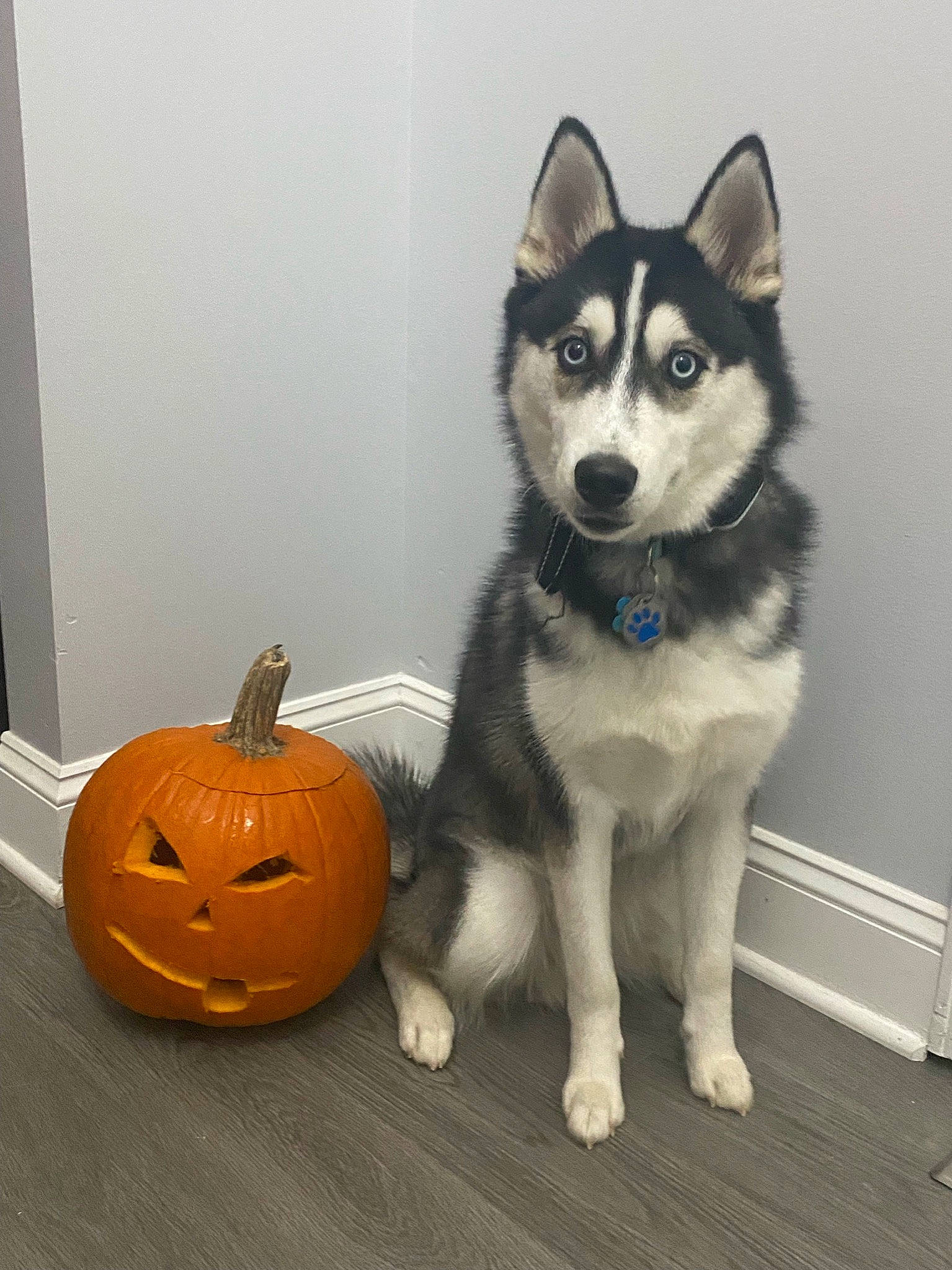 Juneau is registered to the contest to win money with this photo: art, calabaza, carnivore, companion_dog, cucurbita, dog, dog_breed, flooring, gourd, grey, jack_o_lantern, natural_foods, pumpkin, siberian_husky, sled_dog, squash, tail, trick_or_treat, vegetable, winter_squash