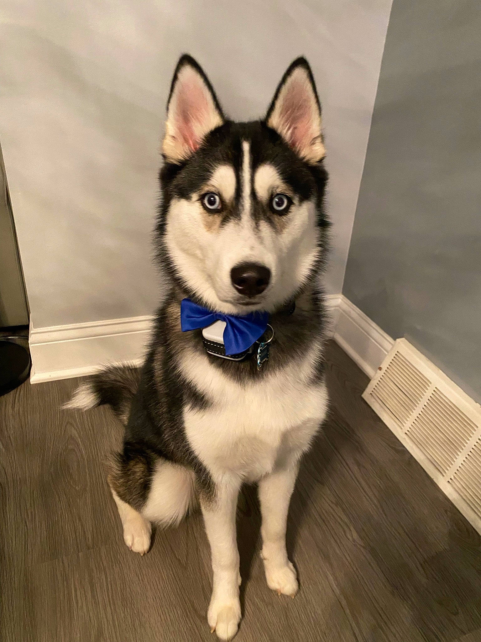 Juneau joined the competition — help win amazing prizes! ancient_dog_breeds, canidae, canis, carnivore, collar, companion_dog, dog, dog_breed, eye, flooring, fur, head, siberian_husky, sled_dog, snout, sporting_group, tail, whiskers, working_animal, working_dog