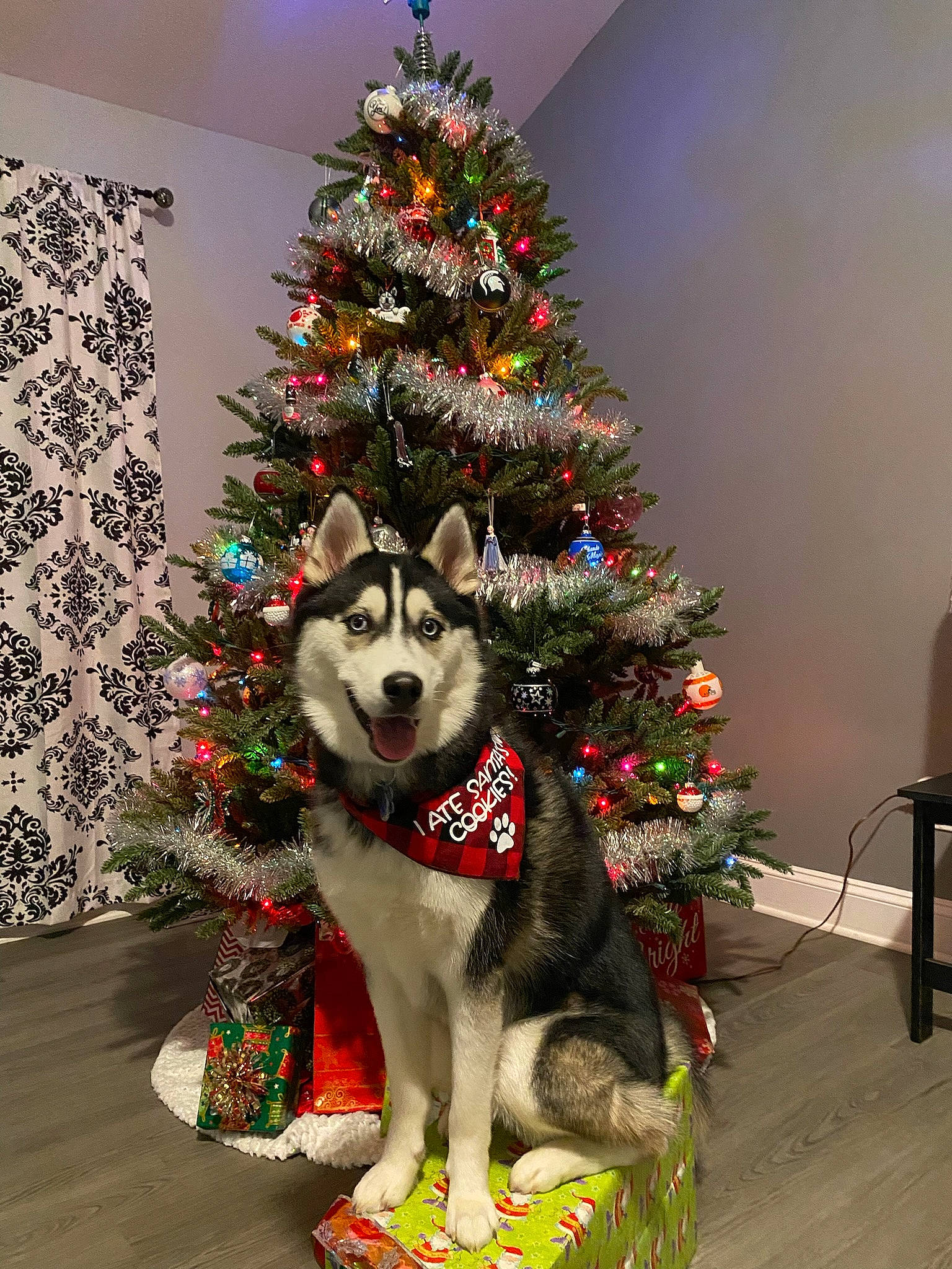 Juneau is registered to the contest to win money with this photo: carnivore, christmas, christmas_decoration, christmas_ornament, christmas_tree, companion_dog, conifer, dog, dog_breed, event, evergreen, fawn, holiday, holiday_ornament, ornament, plant, tree, whiskers, window, winter