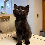 Noche is registered to the contest to win money with this photo: kitten, black_cat, pet, animal, feline, curious, indoor, kitchen, countertop, tile, young_animal, whiskers, small, cute, fur, domestic_animal, looking_up, sitting, household, portrait