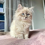 Vaïa participe au concours pour gagner de l'argent avec cette photo : kitten, cat, blue_eyes, fluffy_fur, long_hair, whiskers, pet, indoor, bed, blanket, pink_blanket, shelf, storage_box, curtain, door, doorknob, portrait, cute, domestic, soft_texture