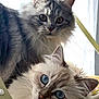 two_cats, cat, blue_eyes, fluffy_fur, long_haired, whiskers, close_up, portrait, pet, indoor, window_backlight, curtain, hanging_strap, gazing, sibling, playful, muzzle, ears, nose, soft_texture