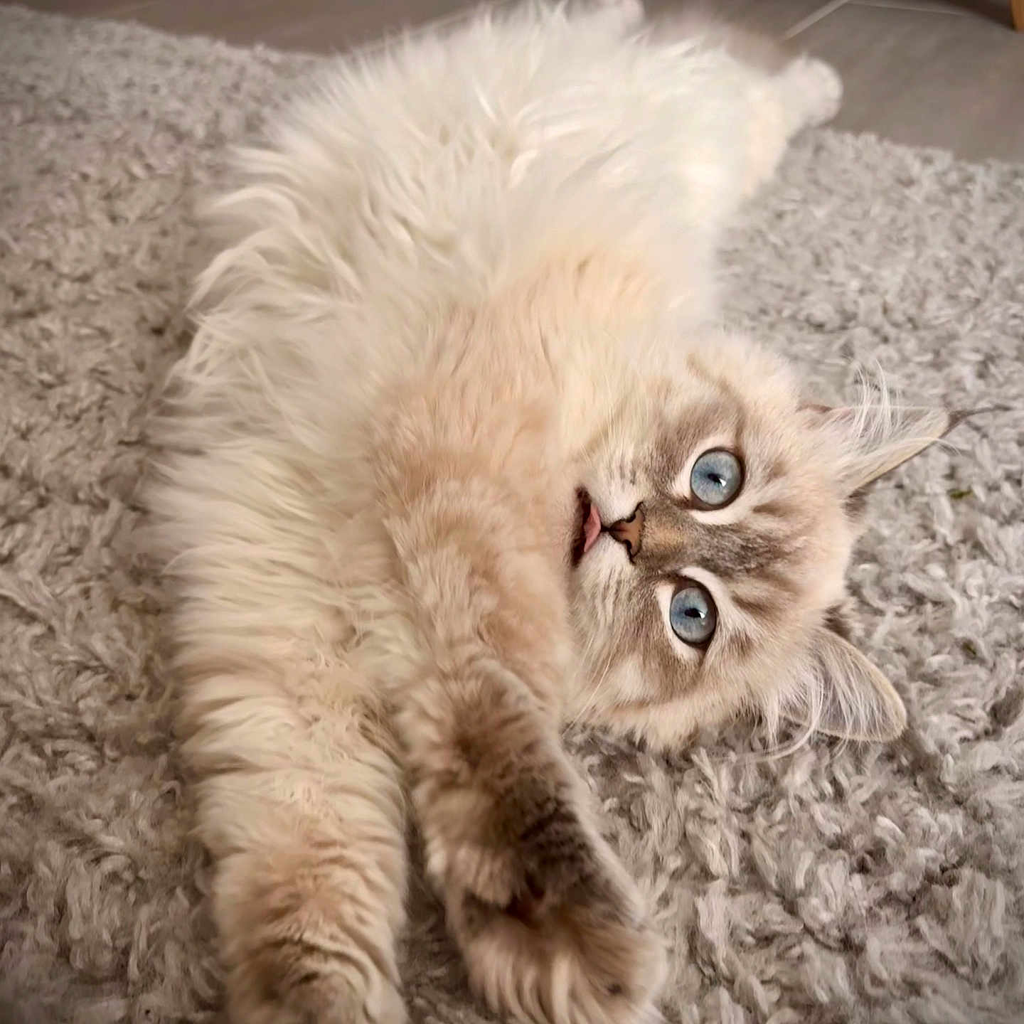 Vaïa a rejoint le concours — aidez-le/la à gagner de superbes lots ! adorable, blue_eyes, carpet, cat, close_up, ear, feline, fluffy, home, indoor, long_hair, looking_up, paw, pet, playful, portrait, rug, soft_texture, stretched_out, whiskers