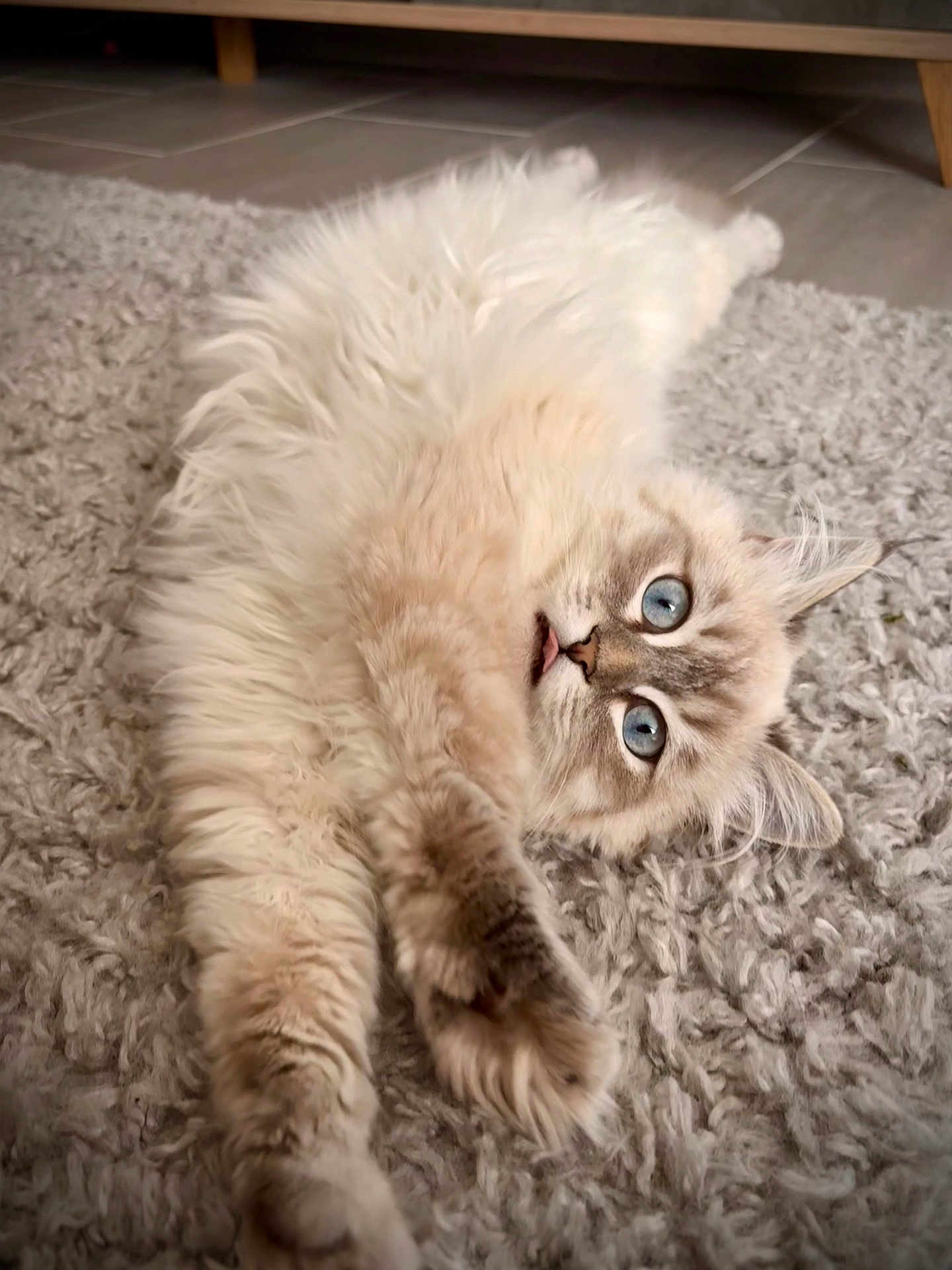 Vaïa a rejoint le concours — aidez-le/la à gagner de superbes lots ! cat, feline, blue_eyes, fluffy, long_hair, rug, carpet, indoor, close_up, portrait, stretched_out, paw, whiskers, playful, adorable, looking_up, ear, home, pet, soft_texture