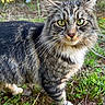 Jr joined the competition — help win amazing prizes! alert, animal, cat, closeup, feline, fluffy, fur, grass, green_eyes, leaves, mammal, nature, outdoor, pet, portrait, standing, tabby, whiskers, wildlife