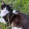 Jr is registered to the contest to win money with this photo: animal, black_and_white, cat, close_up, cute, daylight, ears, eyes, feline, fur, grass, greenery, lying_down, nature, nose, outdoor, pet, relaxed, whiskers, wildlife
