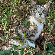 Jr joined the competition — help win amazing prizes! bush, cat, eyes, fallen_leaves, foliage, greenery, ground, leaves, mammal, nature, outdoor, pet, portrait, shadows, sitting, sunlight, tabby_cat, tree_trunk, vines, whiskers