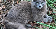 Jr joined the competition — help win amazing prizes! alert, animal, cat, close_up, cute, domestic_animal, feline, fur, grass, gray_cat, green_eyes, leaves, lying_down, mammal, nature, outdoor, pet, resting, whiskers, wildlife