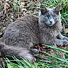 alert, animal, cat, close_up, cute, domestic_animal, feline, fur, grass, gray_cat, green_eyes, leaves, lying_down, mammal, nature, outdoor, pet, resting, whiskers, wildlife