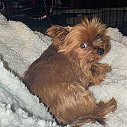Tantan joined the competition — help win amazing prizes! dog, small_dog, yorkshire_terrier, puppy, pet, blanket, cozy, fur, brown_fur, bed, indoor, crate, looking_back, side_eye, closeup, portrait, fluffy, paw, tail, whiskers