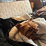 Tantan joined the competition — help win amazing prizes! dog, yorkshire_terrier, small_dog, blanket, white_blanket, black_blanket, bed, mattress, folded_blanket, cozy, indoor, living_room, fur, brown_fur, pet, resting, sofa, textured_mattress, curtains, wooden_paneling