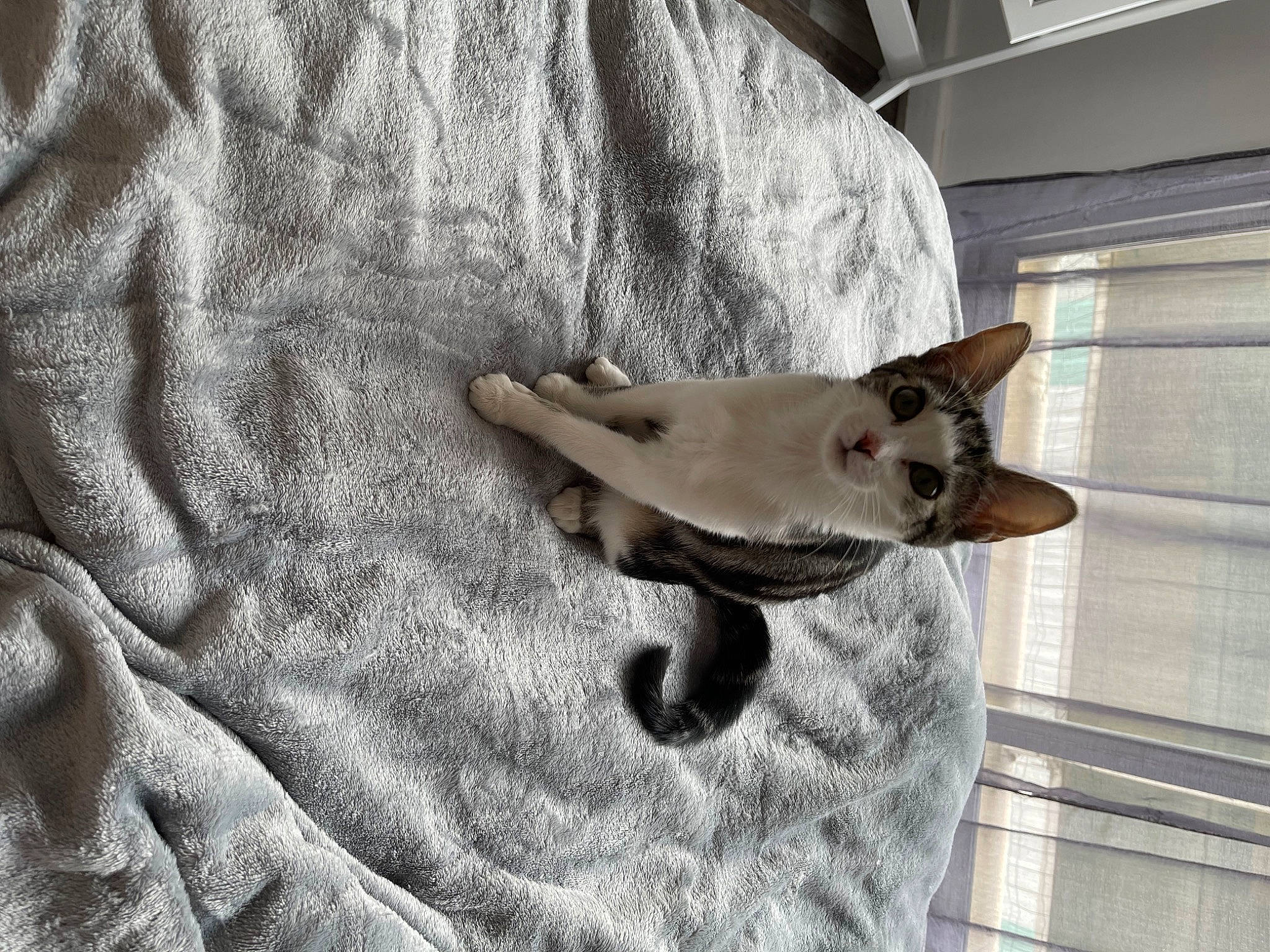 Shoupette participe au concours pour gagner de l'argent avec cette photo : carnivore, cat, collar, comfort, companion_dog, dog, dog_breed, fawn, felidae, fur, grey, mammal, pet_supply, siamese, small_to_medium_sized_cats, snout, sporting_group, tail, vertebrate, whiskers