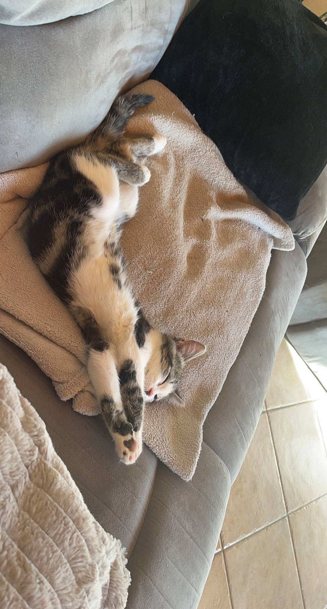 Shoupette a rejoint le concours — aidez-le/la à gagner de superbes lots ! brown, carnivore, cat, comfort, companion_dog, dog_breed, domestic_short_haired_cat, fawn, felidae, flooring, fur, linens, mammal, small_to_medium_sized_cats, sporting_group, tail, terrestrial_animal, vertebrate, whiskers, wood