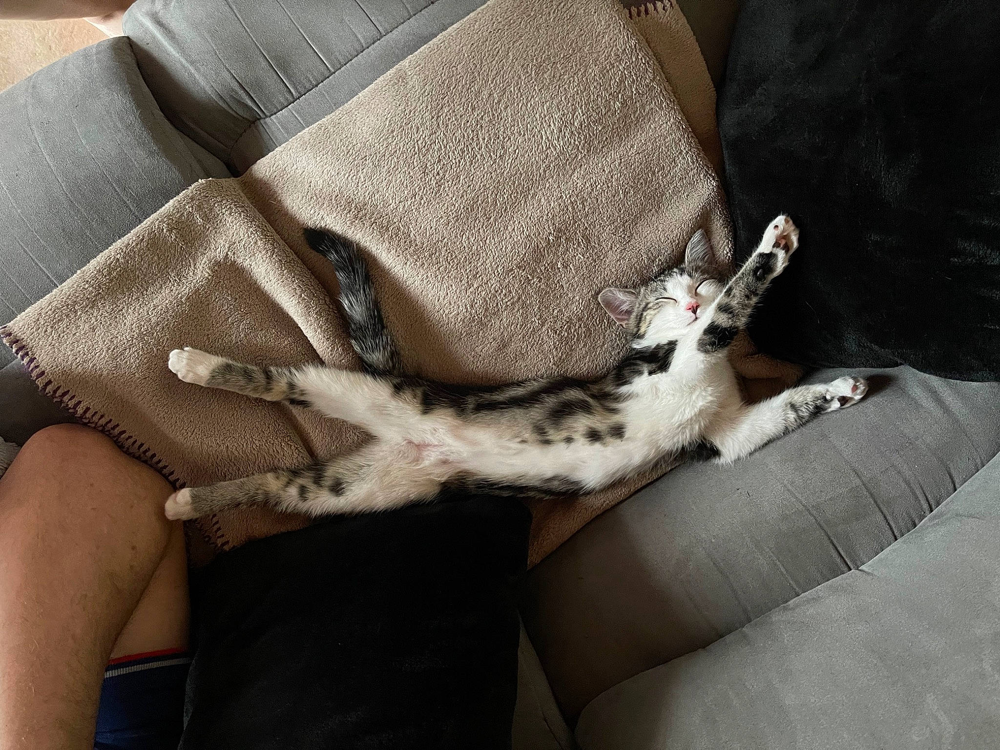 Shoupette a rejoint le concours — aidez-le/la à gagner de superbes lots ! bag, cat, claw, comfort, couch, domestic_short_haired_cat, felidae, fur, grey, human_leg, lap, linens, nail, paw, sleeve, tail, textile, thigh, whiskers, wrist